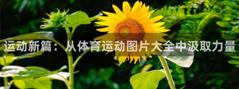 意昂体育官网登录：运动新篇：从体育运动图片大全中汲取力量